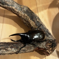モロンオオカブト