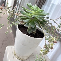七福神　多肉植物 5/25撮影の画像