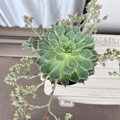 七福神　多肉植物 5/25撮影