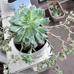 七福神　多肉植物 5/25撮影の画像