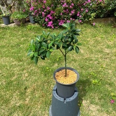 小さい品種のガジュマル🌳