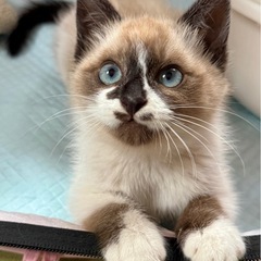 ゴロゴロかわいい♡ぱんちゃん - 里親募集
