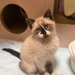 ゴロゴロかわいい♡ぱんちゃん