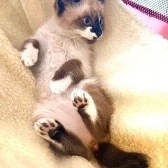 ゴロゴロかわいい♡ぱんちゃん - 猫