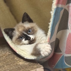 ゴロゴロかわいい♡ぱんちゃん - 木更津市