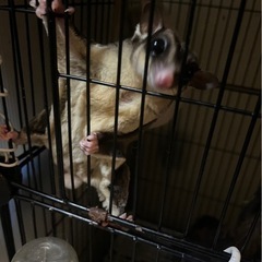 フクロモモンガ　オス　