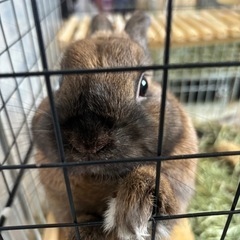 大至急うさぎの里親になってくれる方 - その他