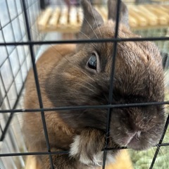 大至急うさぎの里親になってくれる方