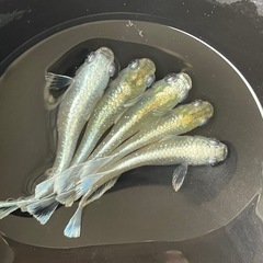 メダカ　エメキン　画像全て　予約可能の画像