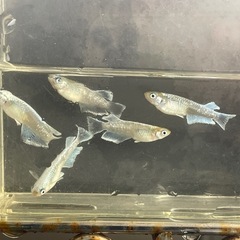 メダカ　エメキン　画像全て　予約可能の画像