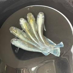 メダカ　エメキン　画像全て　予約可能の画像