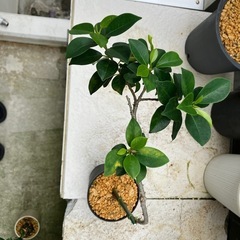 小さい品種のガジュマル🌳の画像
