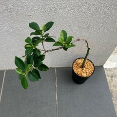 小さい品種のガジュマル🌳の画像