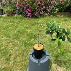 小さい品種のガジュマル🌳
