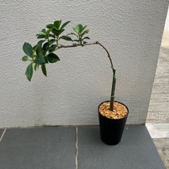 小さい品種のガジュマル🌳の画像