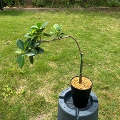 小さい品種のガジュマル🌳の画像