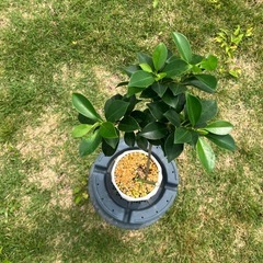 小さい品種のガジュマル🌳の画像