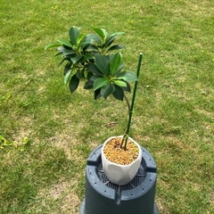 小さい品種のガジュマル🌳の画像