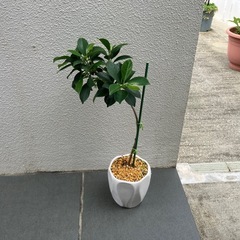 小さい品種のガジュマル🌳の画像