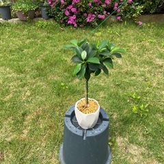 小さい品種のガジュマル🌳