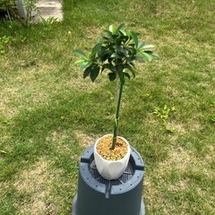 小さい品種のガジュマル🌳の画像