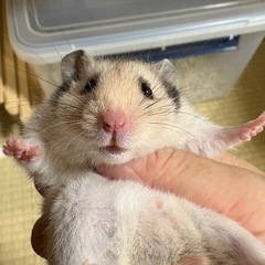 ハムスター生後55日ほど