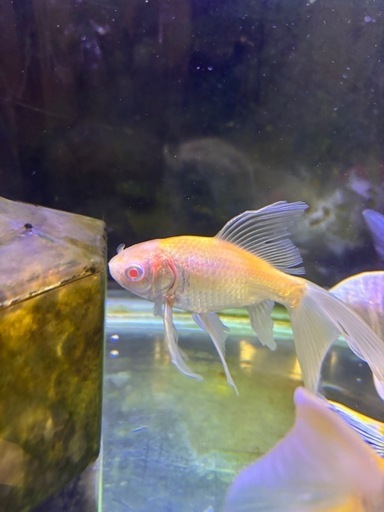 ≪NX011ジ限≫ 中古単管 長さ2m 長短混入 計90本 現状品 ※使用感