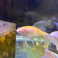 【希少】アルビノ鉄魚