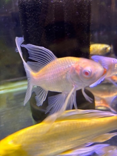 ≪NX011ジ限≫ 中古単管 長さ2m 長短混入 計90本 現状品 ※使用感