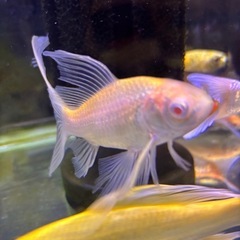 【希少】値下げ　アルビノ鉄魚の画像