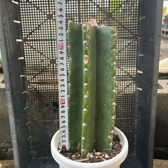 サボテン　鬼面角