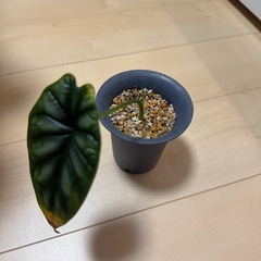 観葉植物　アロカシア ドラゴンスケール