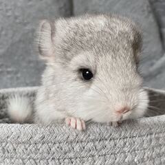 見学予約受付中 🤍.ᐟ.ᐟ  ベビー産まれてます ୨ৎ /…