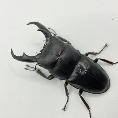 サキシマヒラタ　西表島　♂♀♀トリオ　発送可能