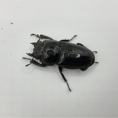 サキシマヒラタ　西表島　♂♀♀トリオ　発送可能の画像