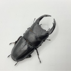 国産オオクワガタ　能勢YG血統　75mmペア　配送可能