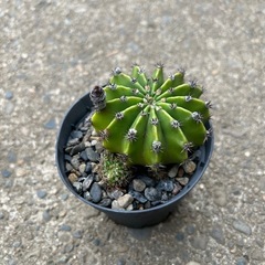 サボテン　短毛丸の画像