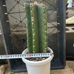 サボテン　鬼面角の画像