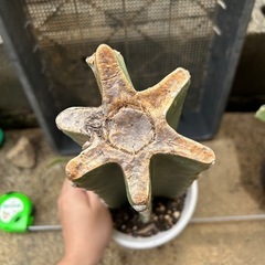 サボテン　鬼面角の画像