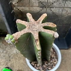 サボテン　鬼面角の画像