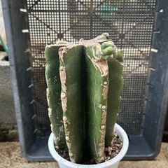 サボテン　鬼面角の画像