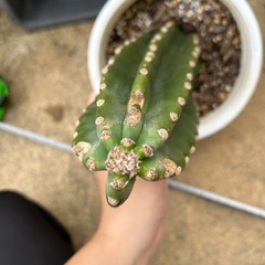 サボテン　鬼面角の画像