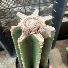 サボテン　鬼面角の画像