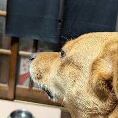 犬友募集！おすすめ散歩ポイント…！