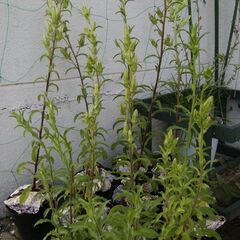 つりがね草　ポット苗１個の画像
