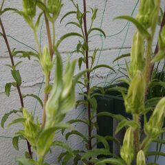 つりがね草　ポット苗１個の画像