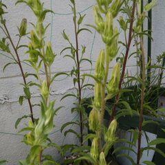 つりがね草　ポット苗１個の画像