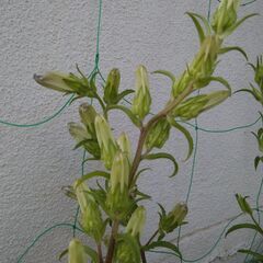 つりがね草　ポット苗１個の画像