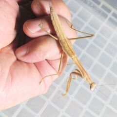 おおかまきり 1匹