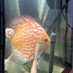 熱帯魚ディスカス